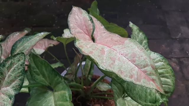 Syngonium Confetti смотреть онлайн