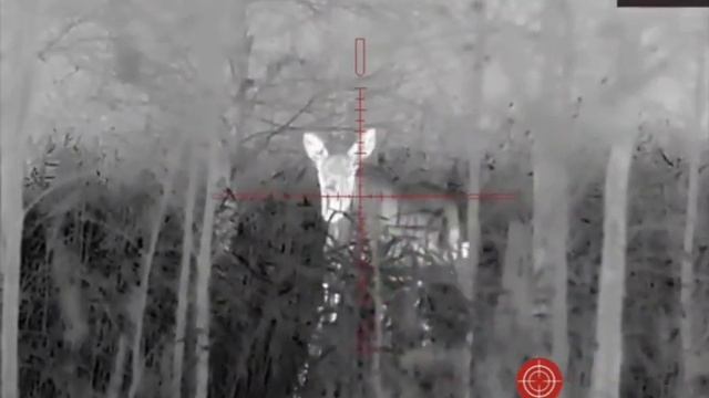 #лось попал под прицел тепловизора #arkon Alfa HT50 смотреть онлайн