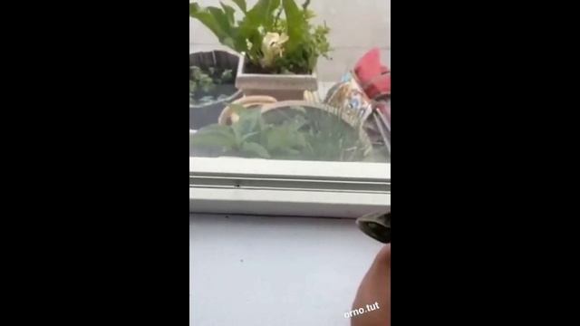 Прикольный микс лета !.mp4 смотреть онлайн