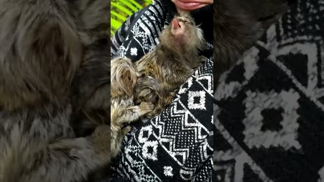 Мегакороткое видео. Карликовая игрунка. Обезьянка и язык. смотреть онлайн