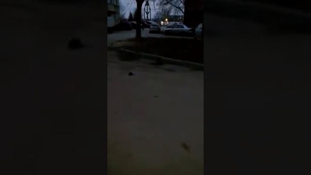 Кот боится крысы смотреть онлайн