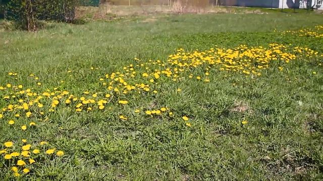 Исследуем мир. Выпуск 18. Фёдоровское, Форносово, Вырица. 188 км смотреть онлайн