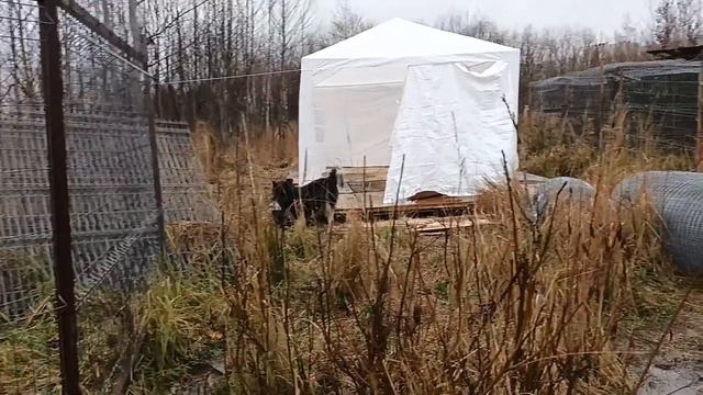 12.11.23. утреннее кормление и земельные тараканы... смотреть онлайн