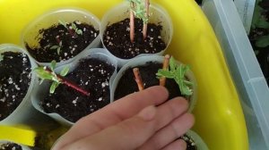 Кустарники из черенков. Весеннее черенкование. Работает или нет?