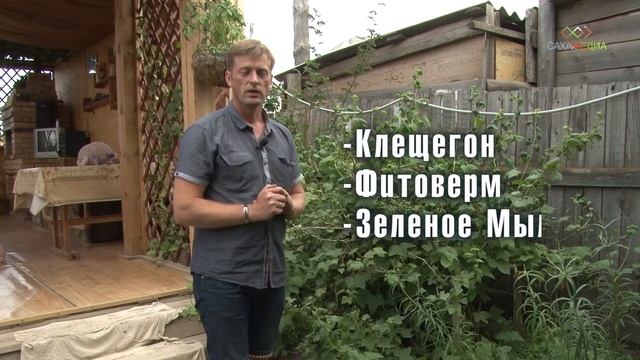 Чудо-дача: как ухаживать за смородиной смотреть онлайн