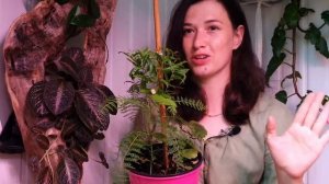 ЖАКАРАНДА - ФИАЛКОВОЕ ДЕРЕВО (из семян)