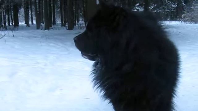 Чёрная чернушка. Чау-чау Дэн смотреть онлайн