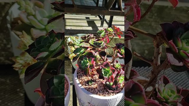 Эониум Киви весной смотреть онлайн