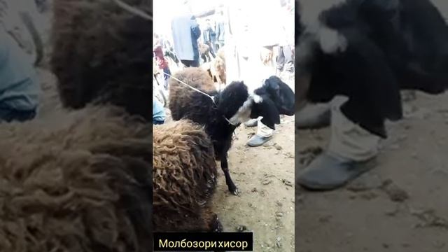 молбозори хисор