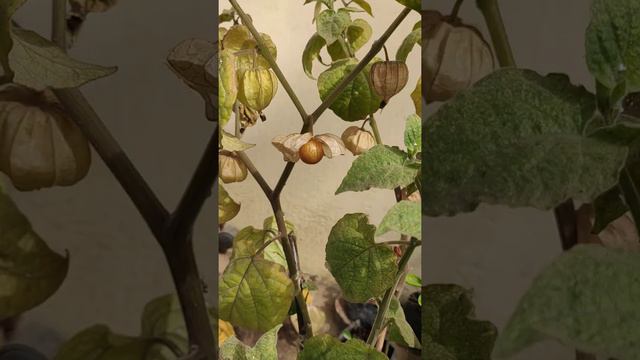 Rasbhari ki Kheti(Update-2) смотреть онлайн