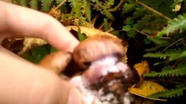 Ядовитые и не ядовитые грибы названия отличия виды грибов. смотреть онлайн