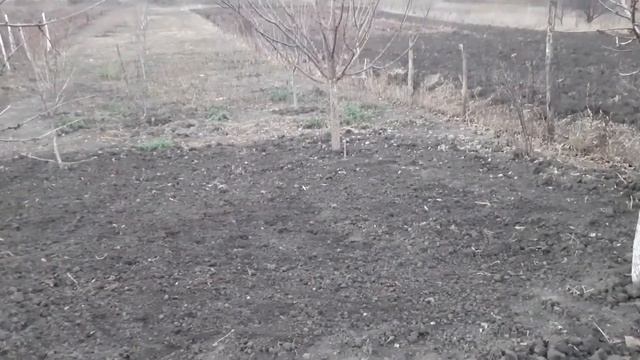 Самое время сажать чеснок.Доделываем начатое. смотреть онлайн