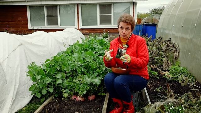 Сказочно вкусная репа! + вкусные рецепты смотреть онлайн