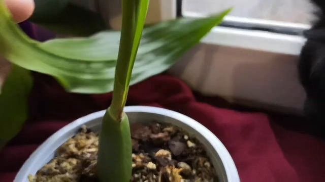 Зигопеталум! "Подводные камни" нового растения! смотреть онлайн