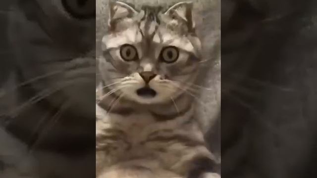 Когда узнал, что завтра контрольная...???А вы когда-нибудь проваливали контрошу? смотреть онлайн
