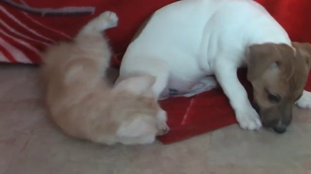 Джек рассел терьер и кот британец играют. смотреть онлайн