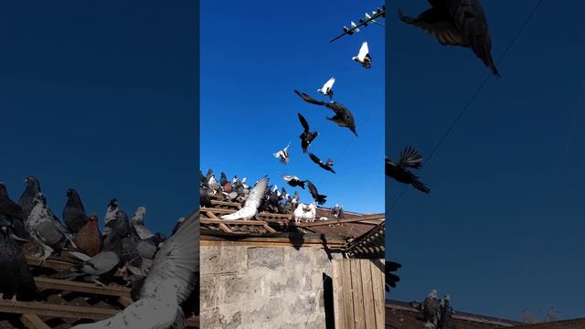 николаевские Голуби бабочка Ростовская область смотреть онлайн