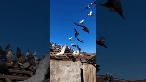 николаевские Голуби бабочка Ростовская область