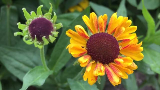 Rudbeckia hirta 'Cordoba' (black-eyed susan) in Garden #rudbeckia #hirta #cordoba #susan #gardening смотреть онлайн