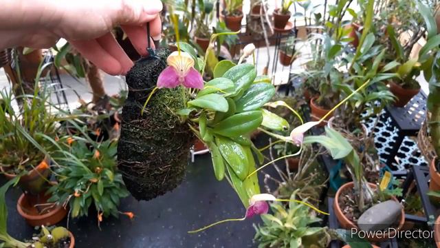 Орхидеи.  МАСДЕВАЛЛИЯ в домашних условиях. Masdevallia Caudata Dark.