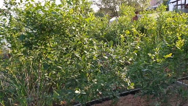 Голубика 5.06.2023 г. смотреть онлайн