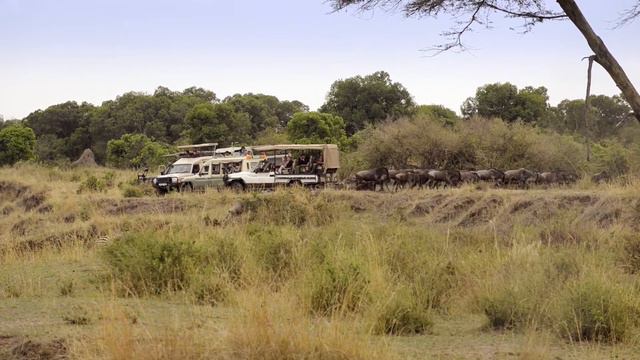 Where to Go on an African Safari - Masai Mara vs Serengeti смотреть онлайн