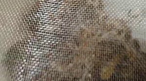 Разведение восковой моли в квартире..mp4