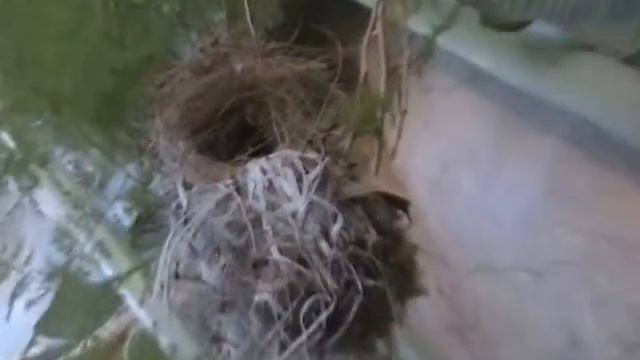 Страшная история. Колибри. смотреть онлайн