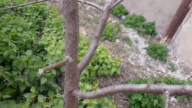 Прививка деревьев        дрелью прививка  весной