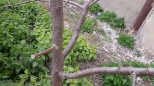 Прививка деревьев        дрелью прививка  весной