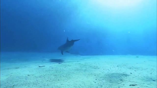 Дельфины смотреть онлайн