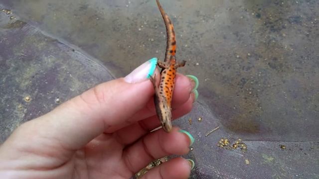 Тритон обыкновенный.