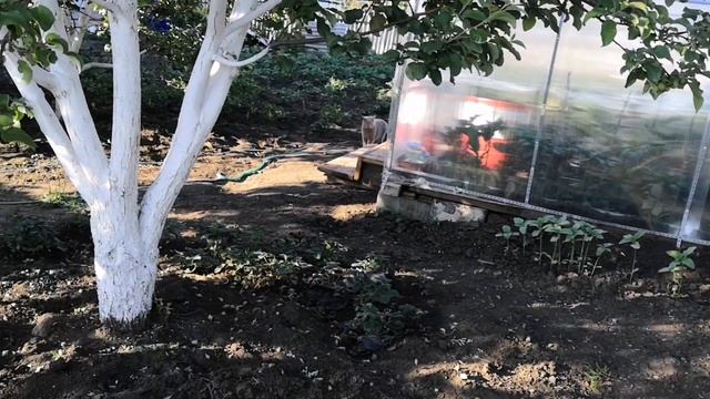 Утро в деревне. Первая лесная клубника. Земляника на чай. смотреть онлайн