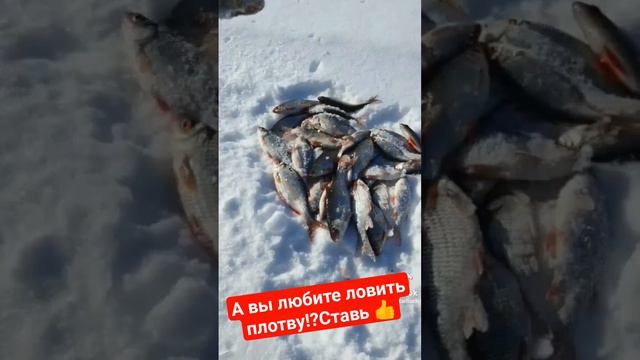 Ловля плотвы на водохранилище 2024#рыбалка #плотва #хобби #мужское #щука #окунь #shots смотреть онлайн