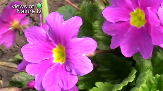 примула весна primula смотреть онлайн