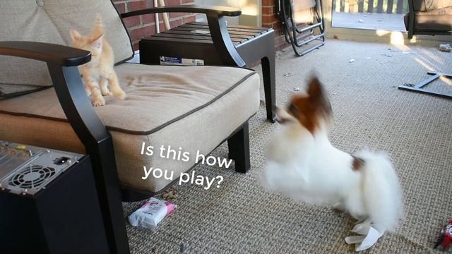 Dog Meets Kitten for the FIRST TIME // Percy the Papillon Dog смотреть онлайн