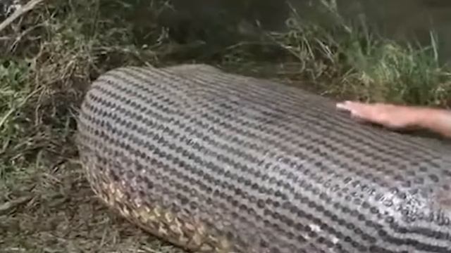 САМЫЕ БОЛЬШИЕ ЗМЕИ, КОТОРЫХ УДАЛОСЬ СНЯТЬ НА ВИДЕО! смотреть онлайн