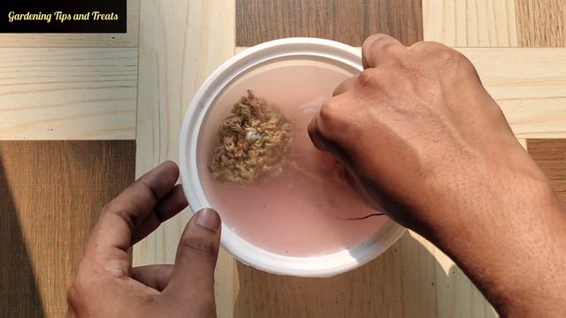 Bringing Dead Plants Back To Life | Magic Moss