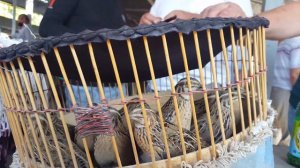 Тошкент қуш бозори - беданлар - перепела 29.08.20 Tashkent bird market