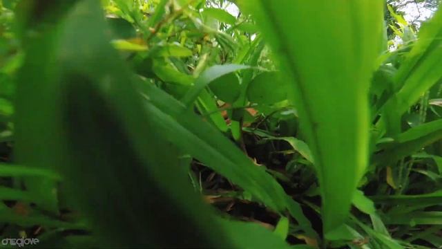 ONEGLOVE: SwagsouthFPV Practice I West Java смотреть онлайн