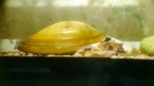 Передвижение беззубки/The swan mussel (Anadonta Cygnea) moving