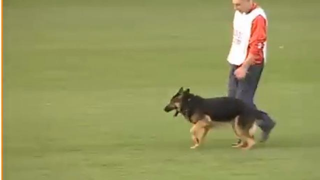 Ink Zoterhund C