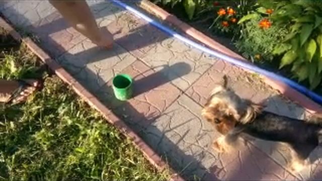 жук-олень в Козацком 24.06.2021 смотреть онлайн