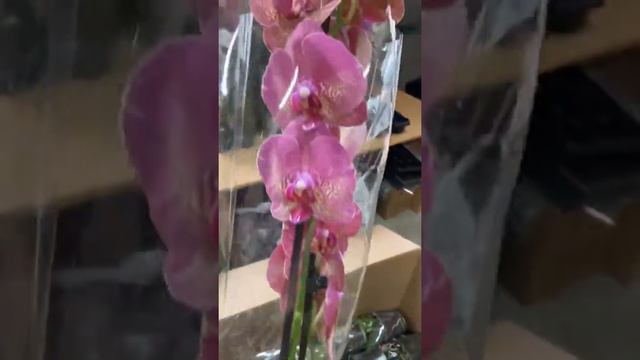 Свіжа поставка 19 08 2022 смотреть онлайн