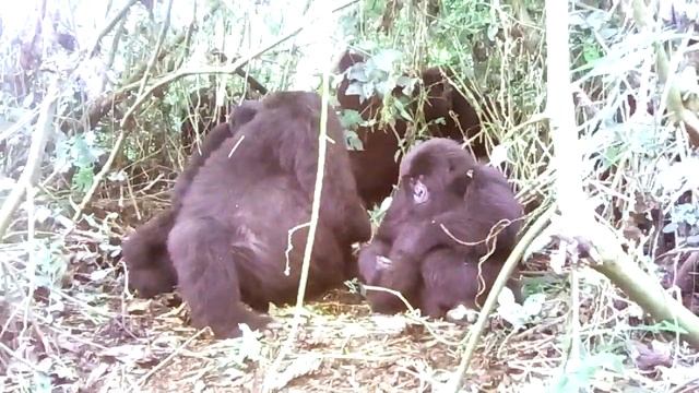 Парк Вирунга. Горные гориллы (ДР Конго) смотреть онлайн