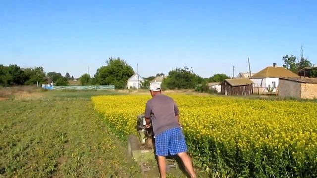 Горчица для удобрения огорода! смотреть онлайн