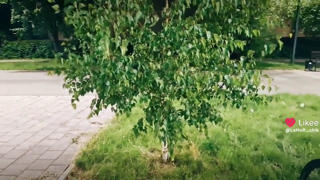 ночь, улица, фонарь, берёзы.