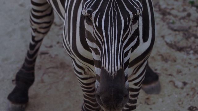 Интересные факты про зебр(Interesting Facts About Zebras).