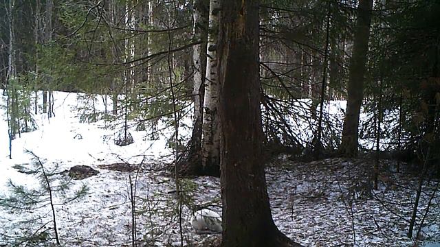 Заяц Висимский заповедник 21 04 17 смотреть онлайн