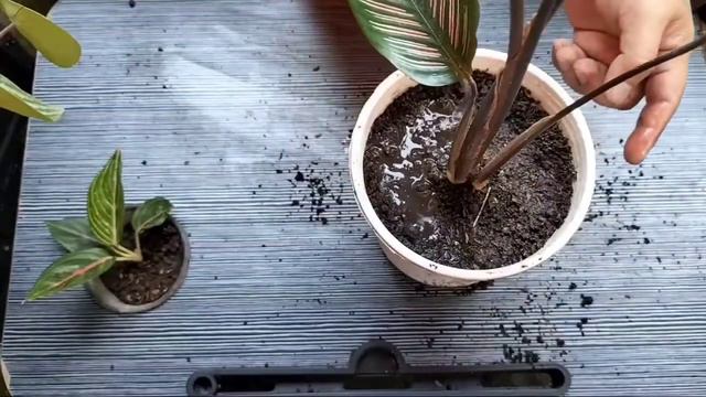Calathea Ornata | Propagation & Care Tips | KHLMN TIPS смотреть онлайн